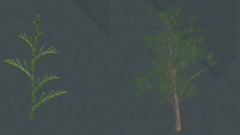 【小学科学】你知道这些植物叶子的形状吗? - 知乎
