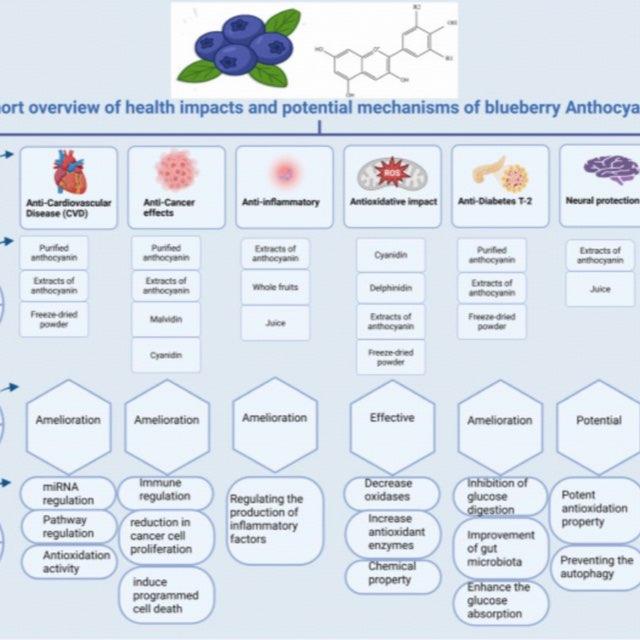 有人把蓝莓当消炎药吃，多吃蓝莓真能减轻身体炎症反应吗？