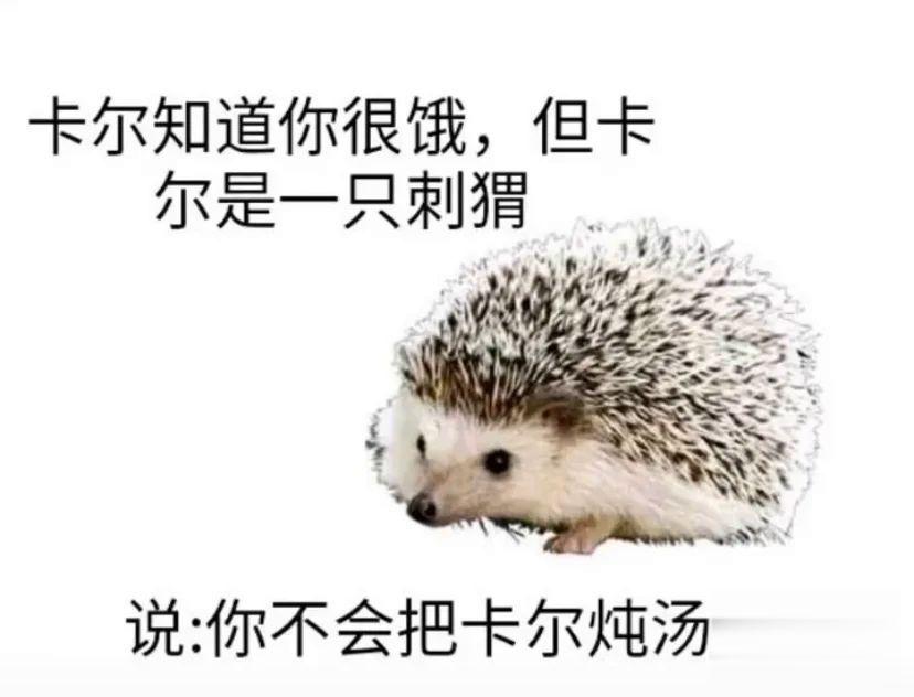 求刺猬卡尔表情包.哪哪都找不着? - 知乎