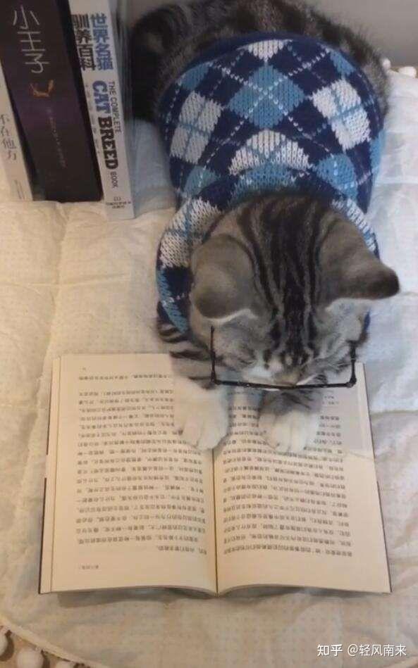 有没有小猫咪看书或者学习的头像