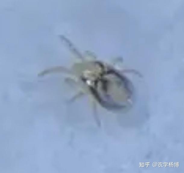 身上奇怪的虫子? - 知乎