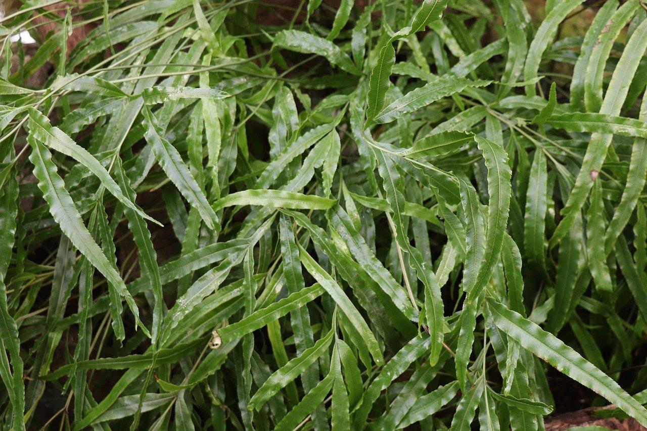 翘鱼多少钱一斤