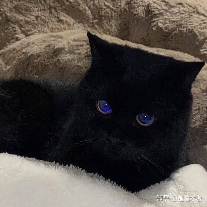 女生黑猫头像性格图片
