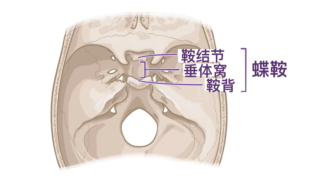 人体解剖学基础:颅底 - 知乎