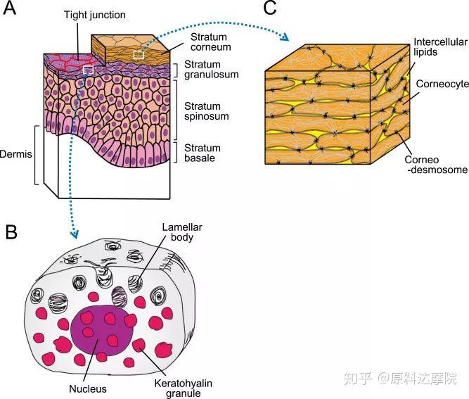 皮肤屏障功能障碍和皮肤过敏（上） - 知乎