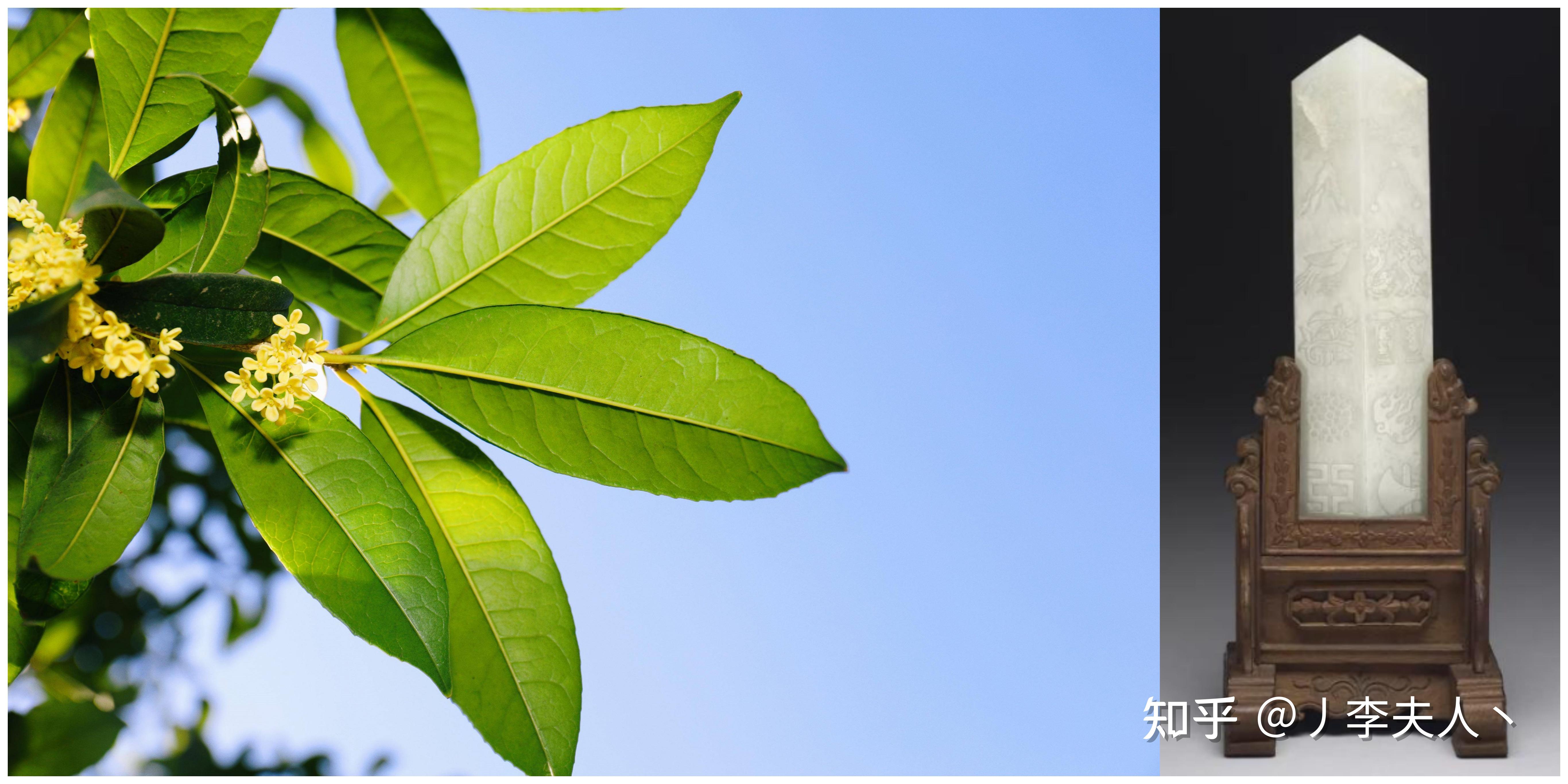 蛋蛋每日一问-为什么木樨叫桂花? - 知乎