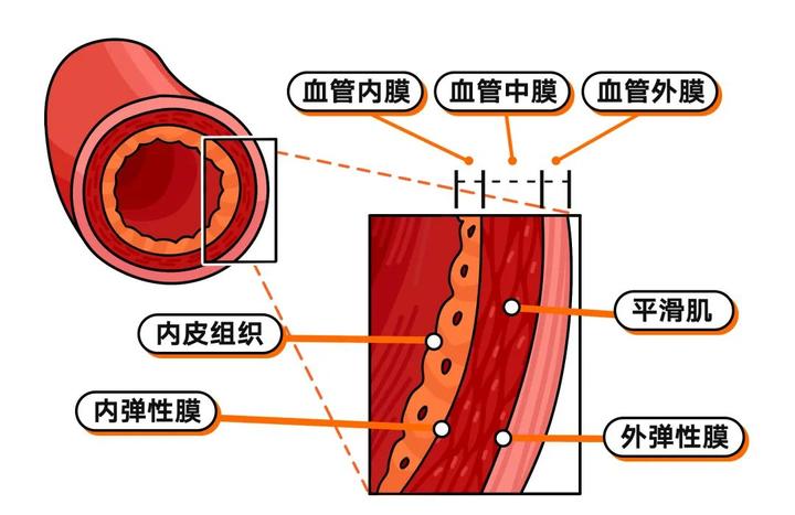 血脂检查最全解读,一篇教你看懂这4项指标! - 知乎