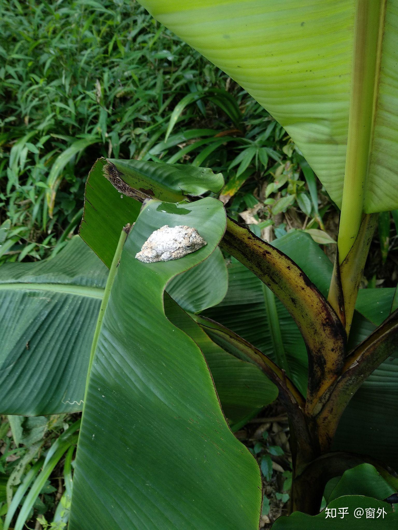 有哪些拟态很厉害的生物?
