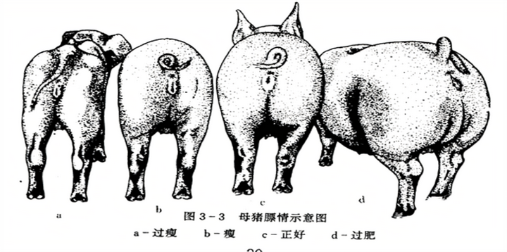 体况过肥对母猪繁殖性能的影响机制 - 知乎