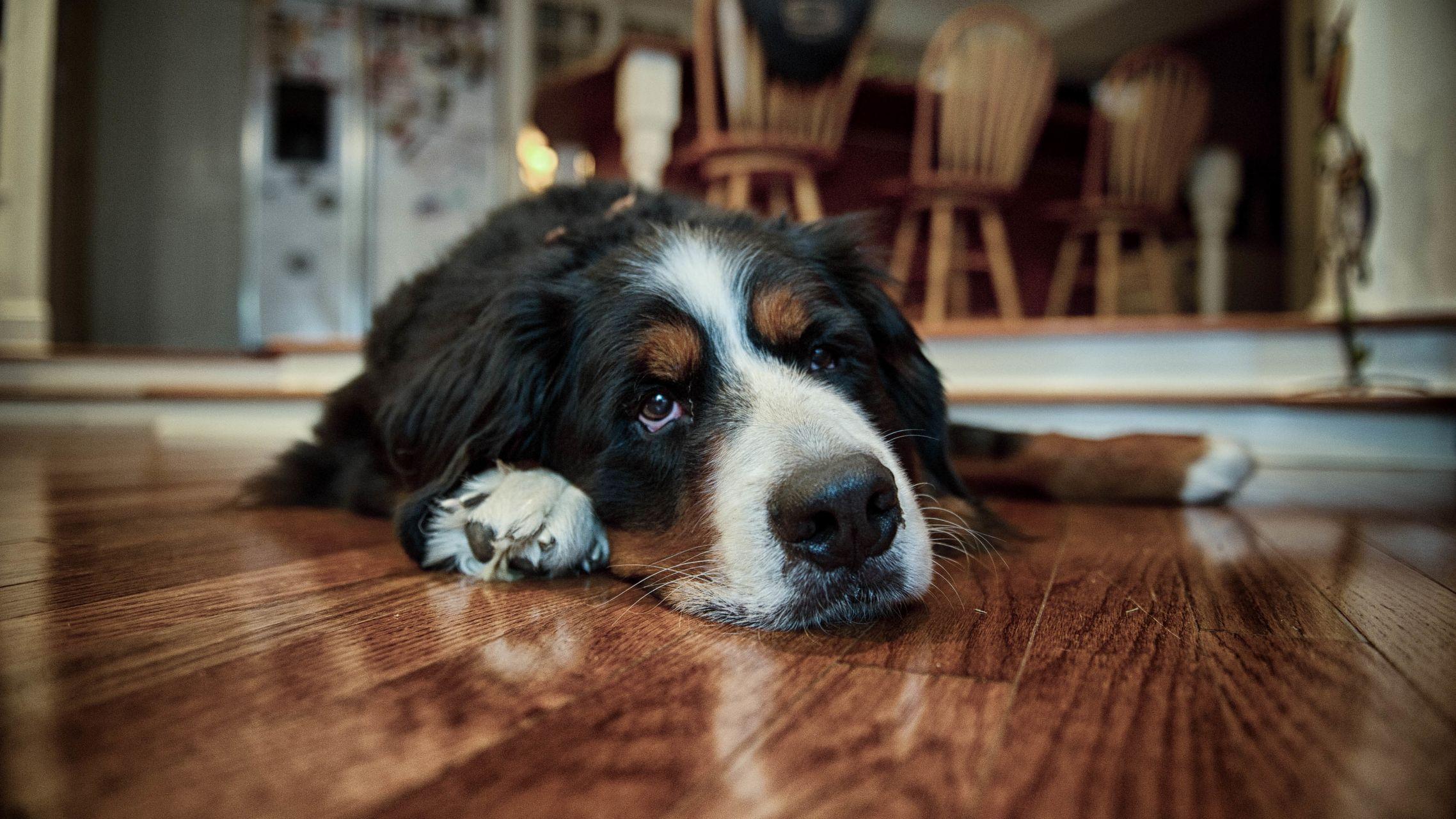 请问大家有没有超级喜欢的狗狗壁纸手机电脑求分享