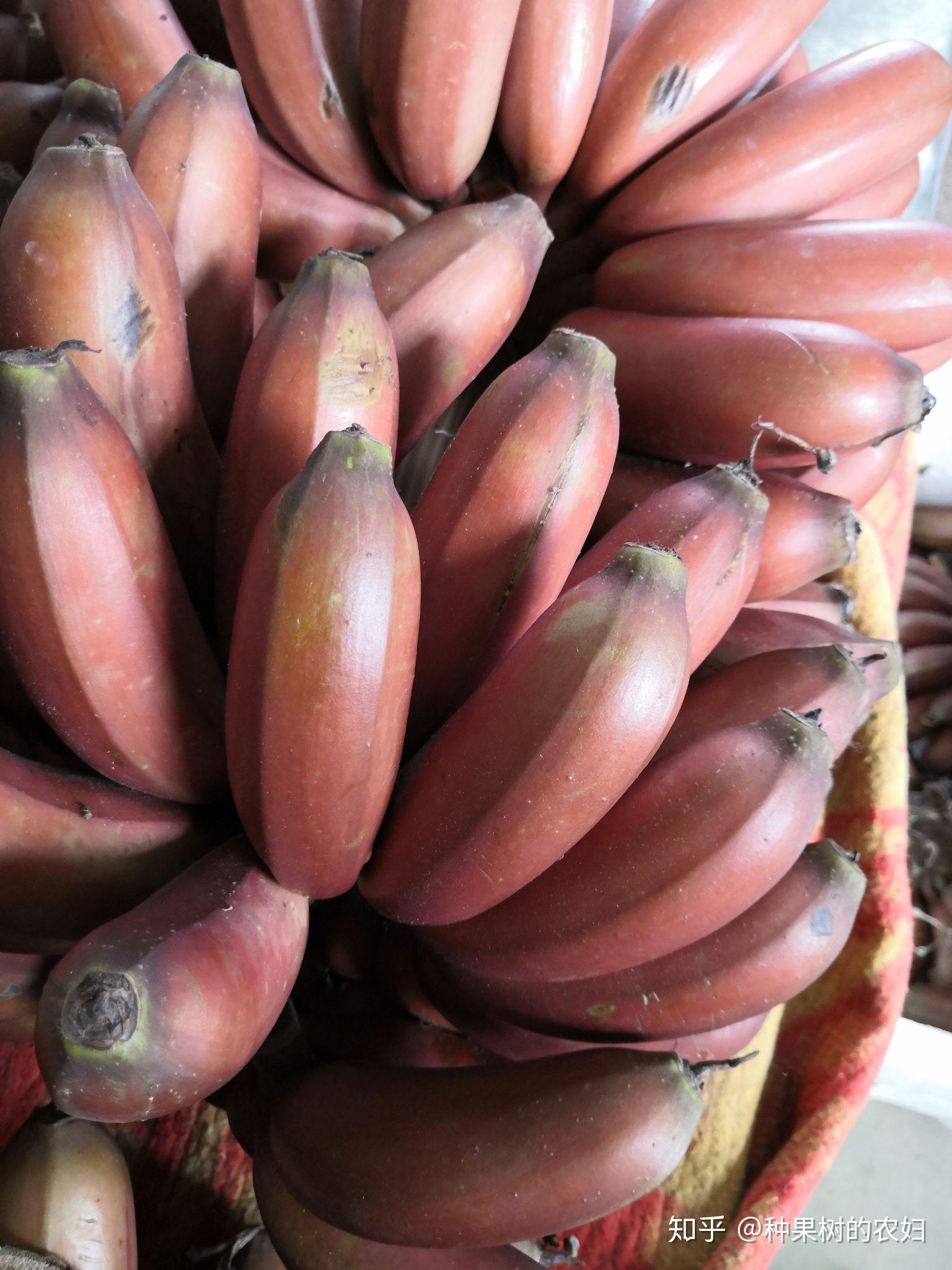 请问这种像香蕉(芭蕉)的胖乎乎的水果是什么? - 知乎