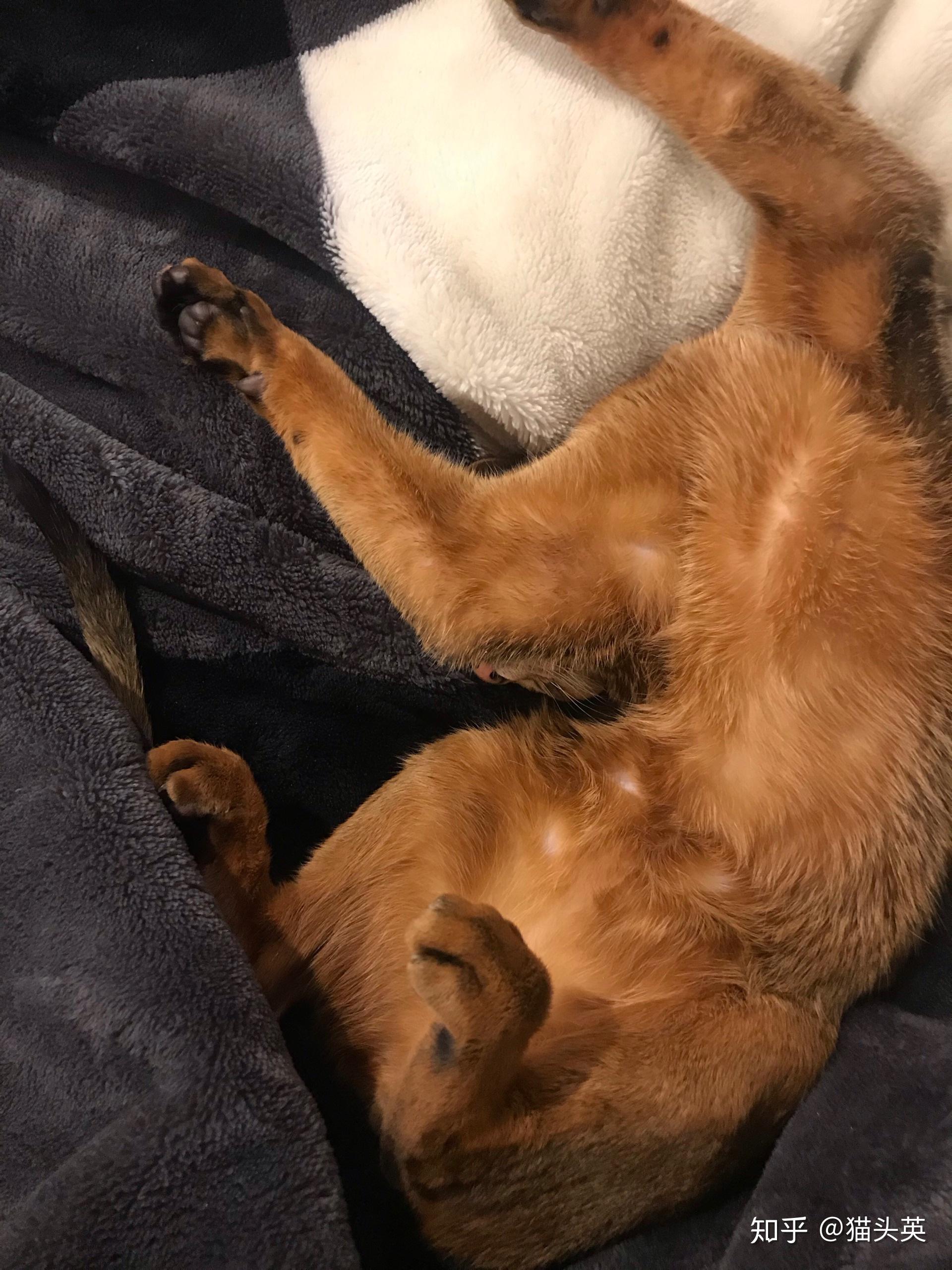 猫咪仰面朝天睡是表达信任了吗?