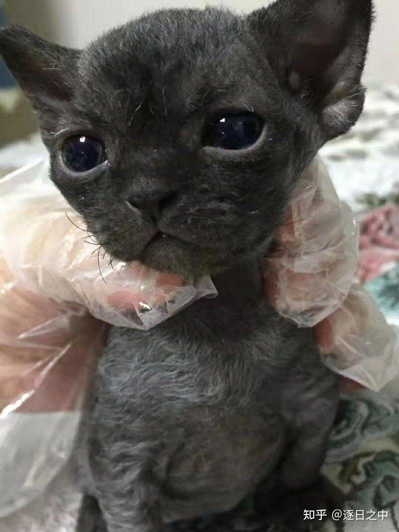 请问两只斯芬克斯无毛猫的品相如何想听听比较专业的讲解