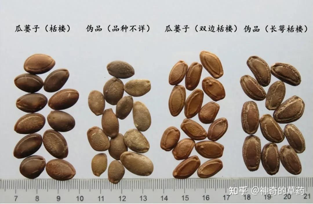中药材:瓜蒌、瓜蒌皮、瓜蒌子 - 知乎
