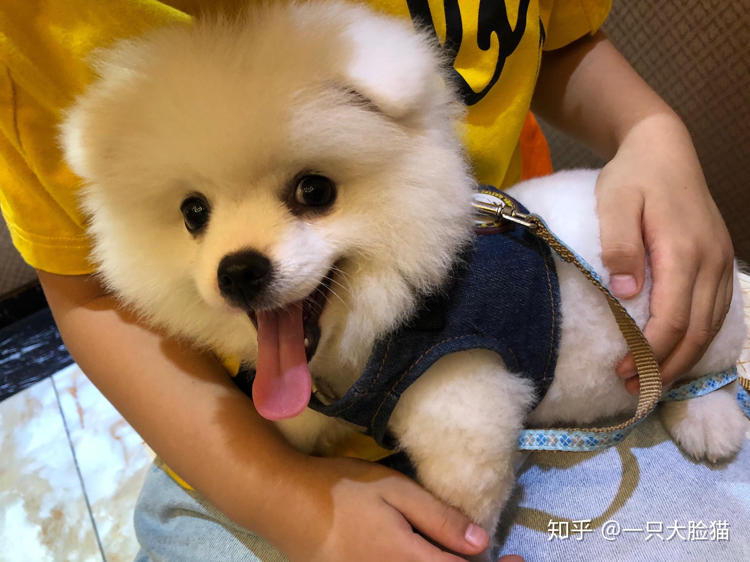 我家里博美四个月了怎么还没立耳朵