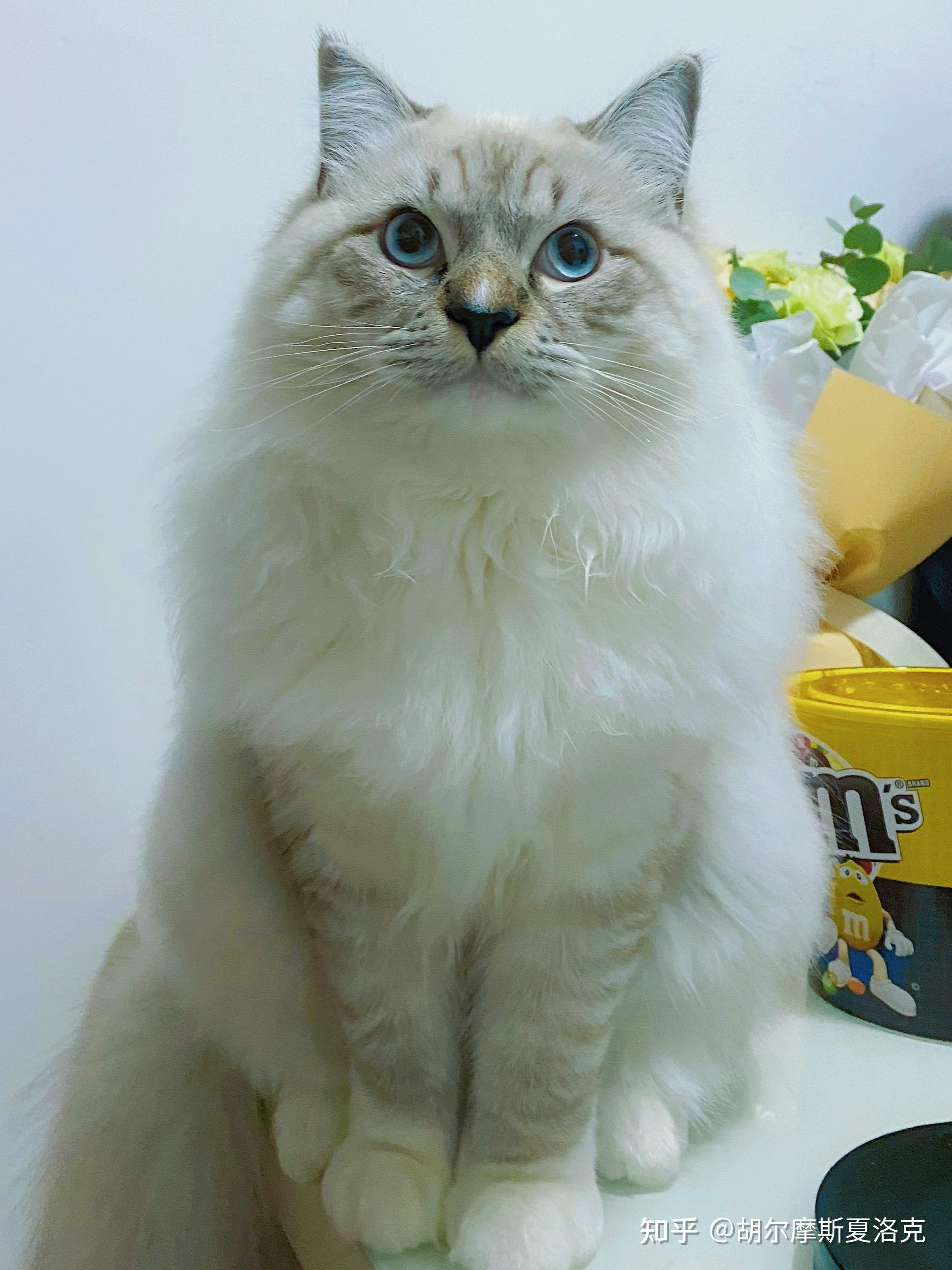 这只山猫纹布偶怎么样?市场价格大概范围? - 知乎