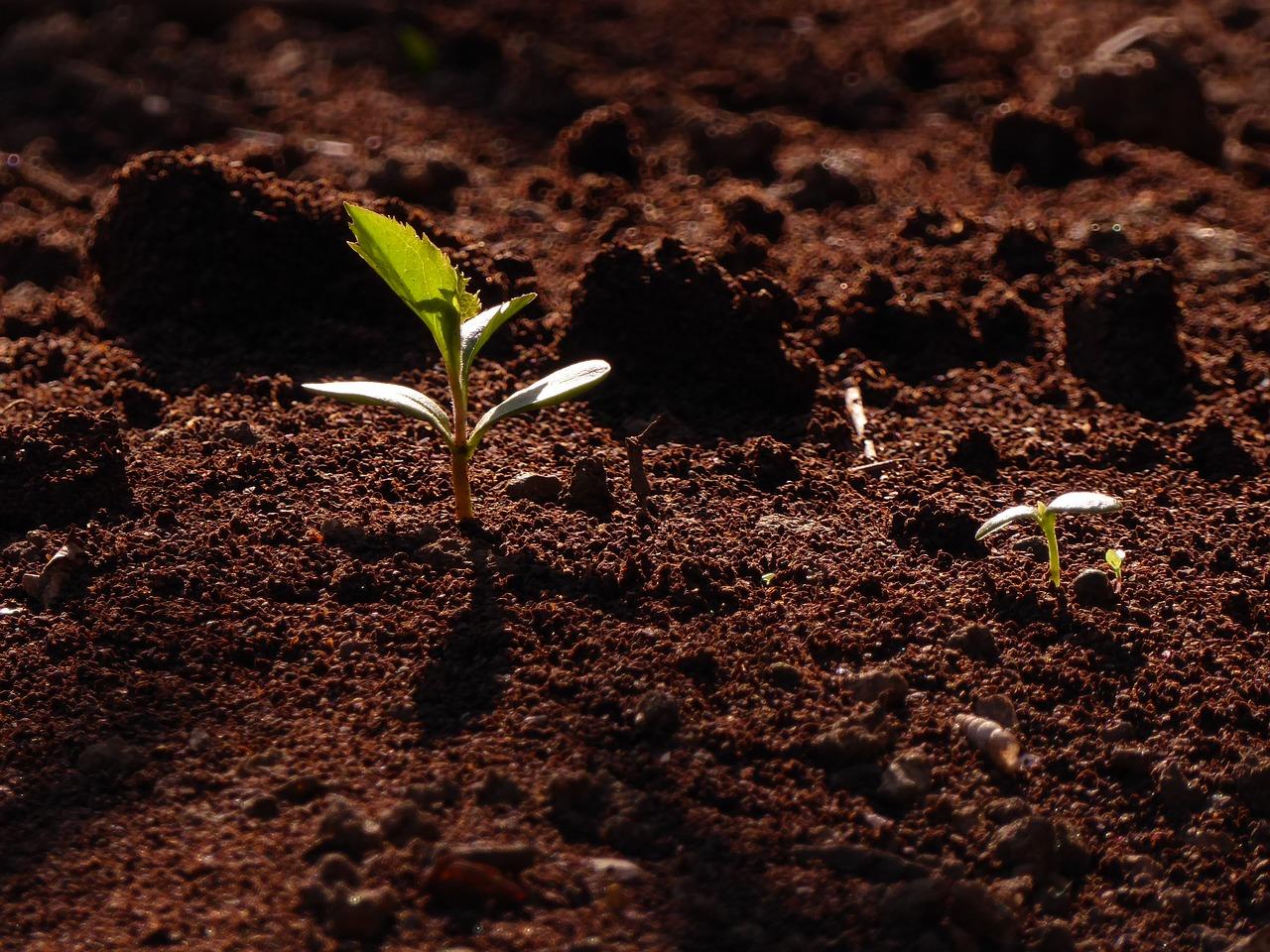 4. 控制土壤湿度