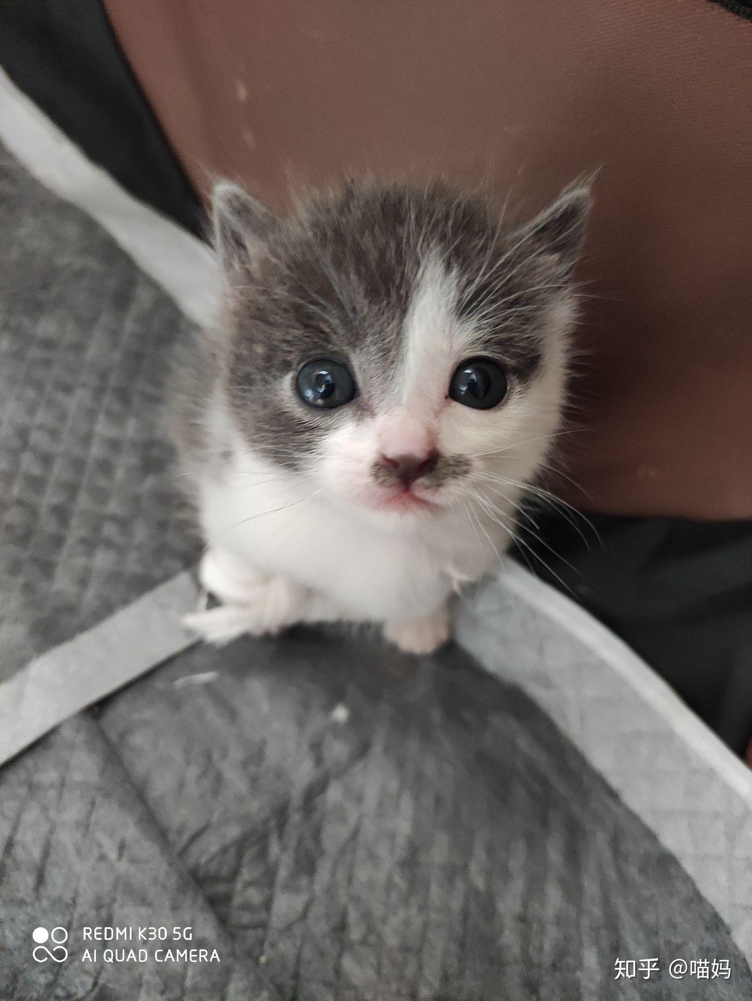 捡到三只大概一个月的小奶猫怎么养