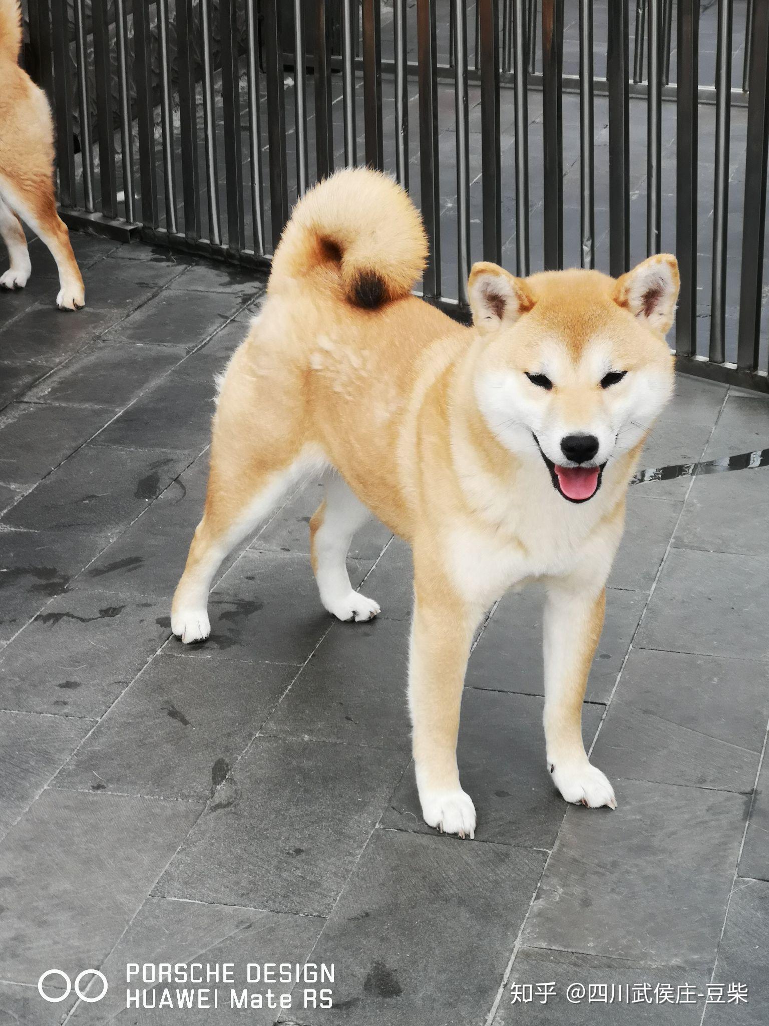 请问我这只柴犬长大后好看吗感觉不怎么好看