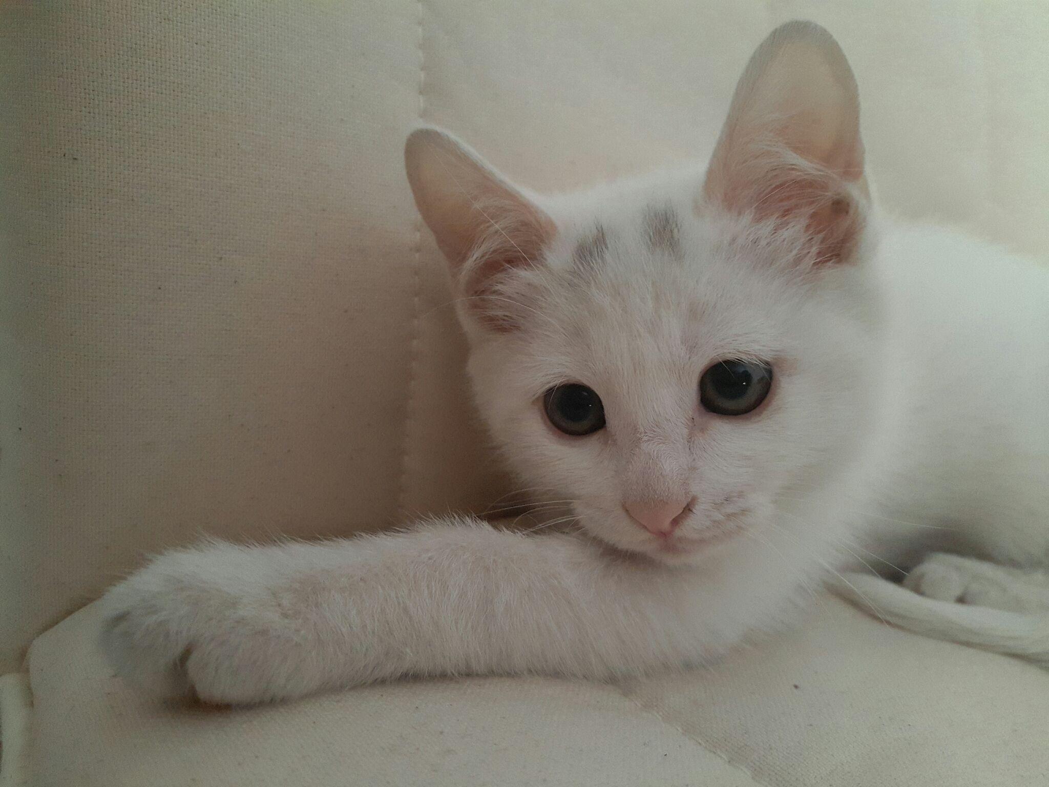 猫可以萌到什么程度