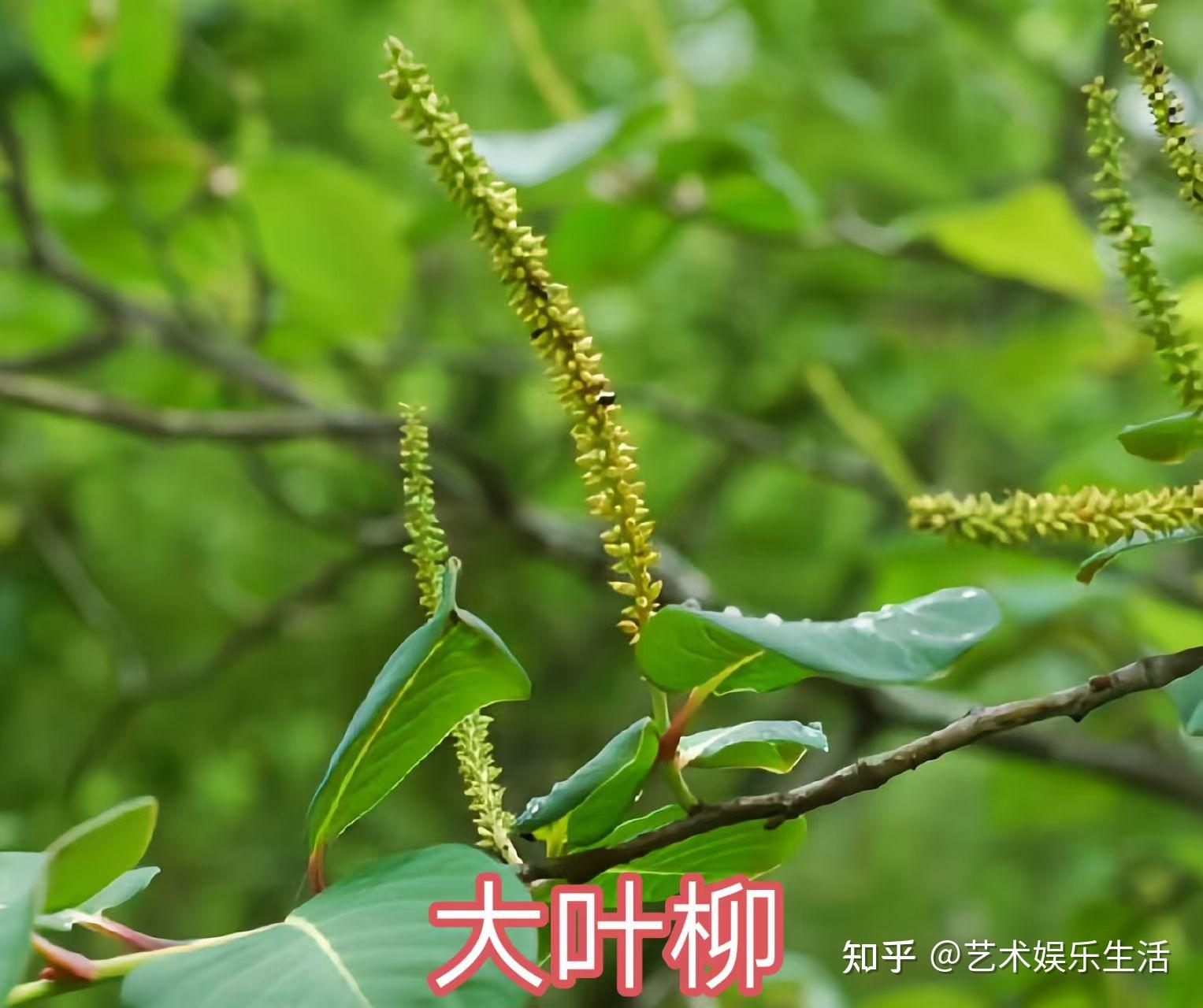 杨柳科植物有哪些 - 知乎
