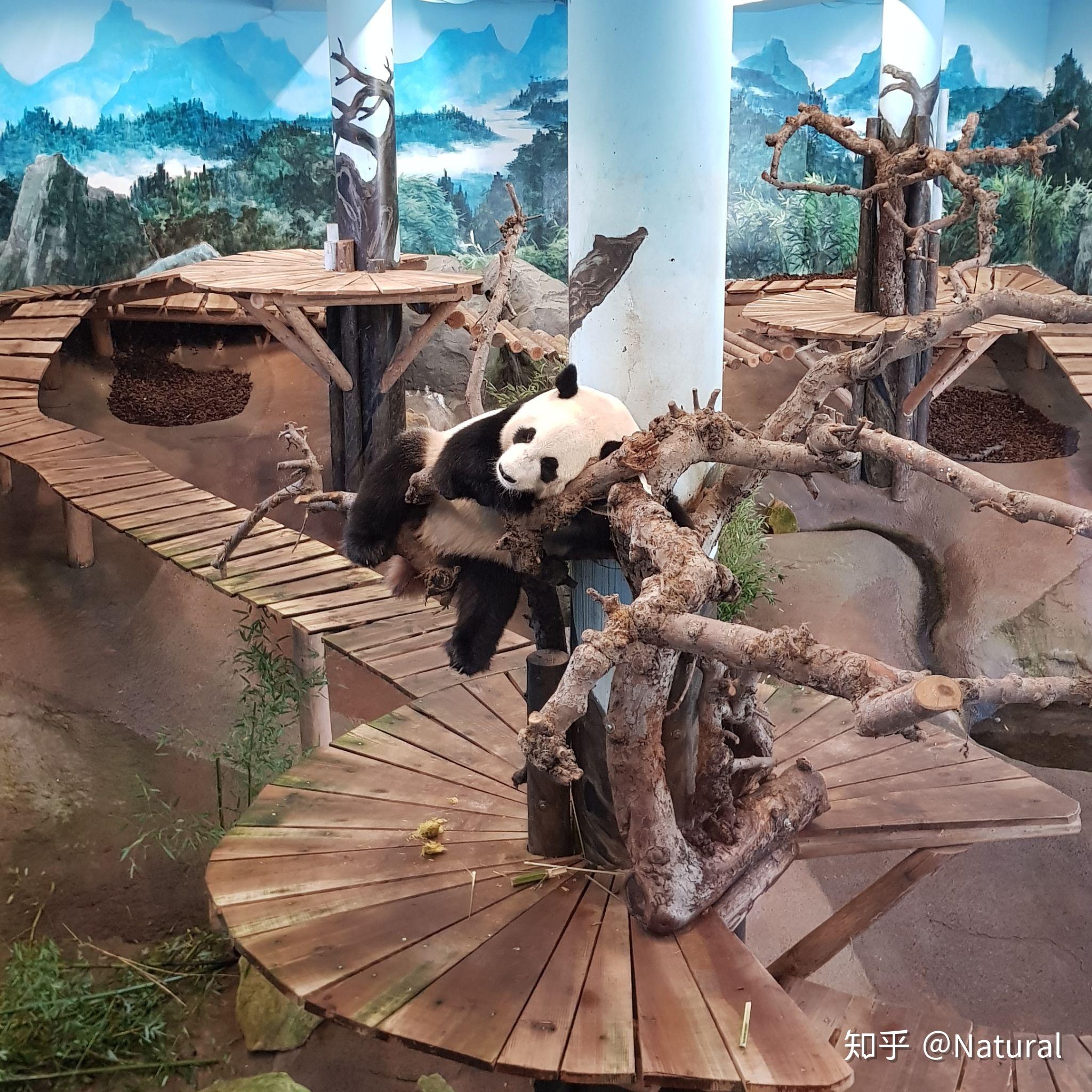 如何看待荷兰建奢华大熊猫园? - 知乎