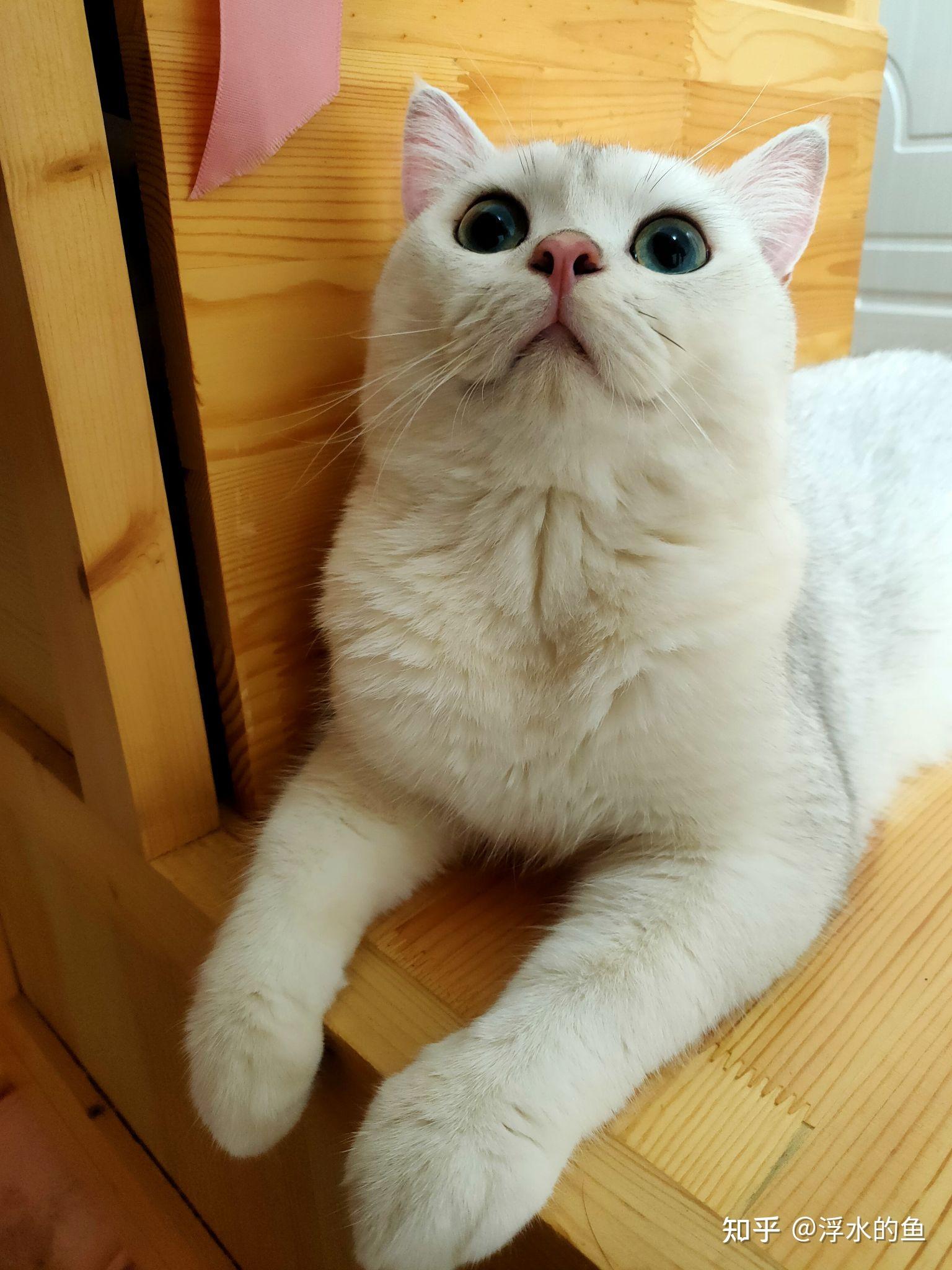 柳州本地想领养一只美短加白有偿无偿都可给家里银点找个伴