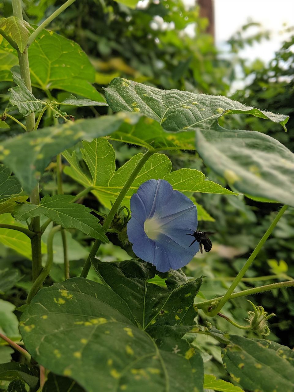 4. 夏日花事指南