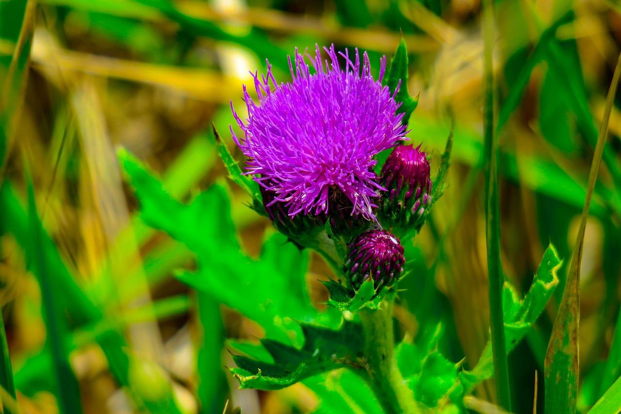2. 菩提泉生态景观