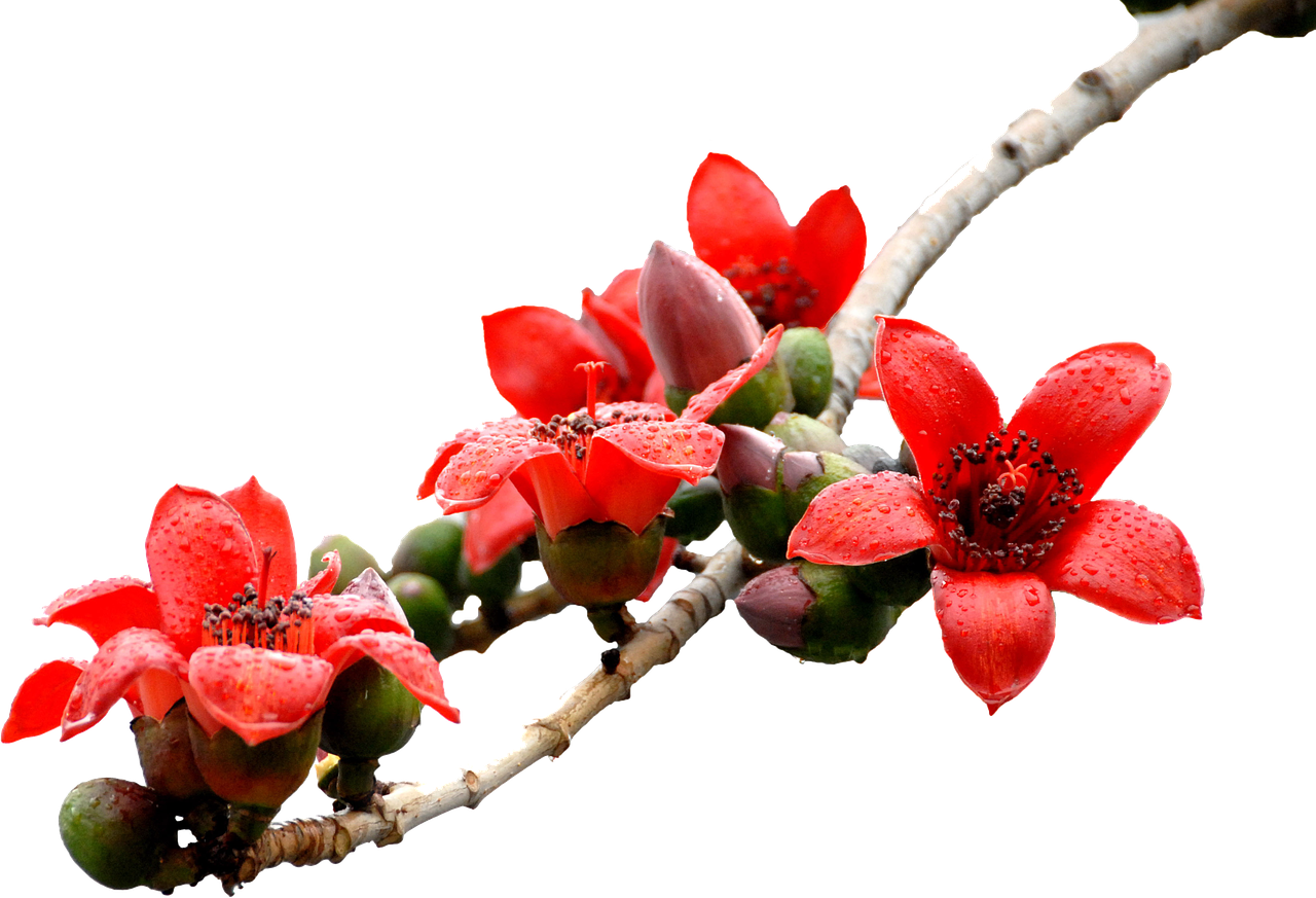 4. 花卉适宜水温