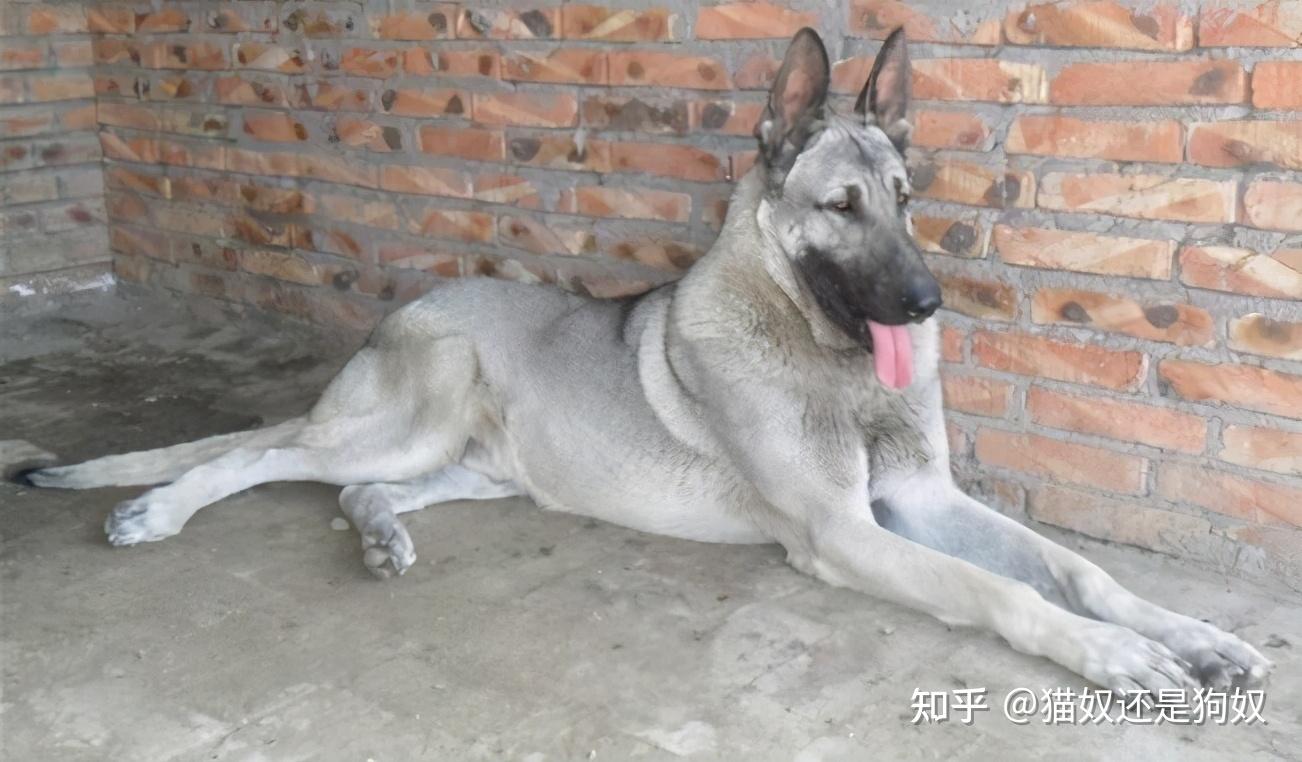 为什么“狼青犬”逐渐退出宠物圈?网友:太难养了 - 知乎