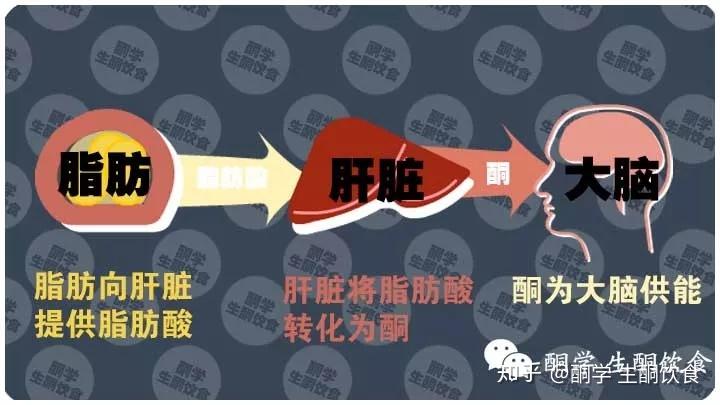 生酮知识:酮体vs葡萄糖,谁才是最强大脑能源? - 知乎