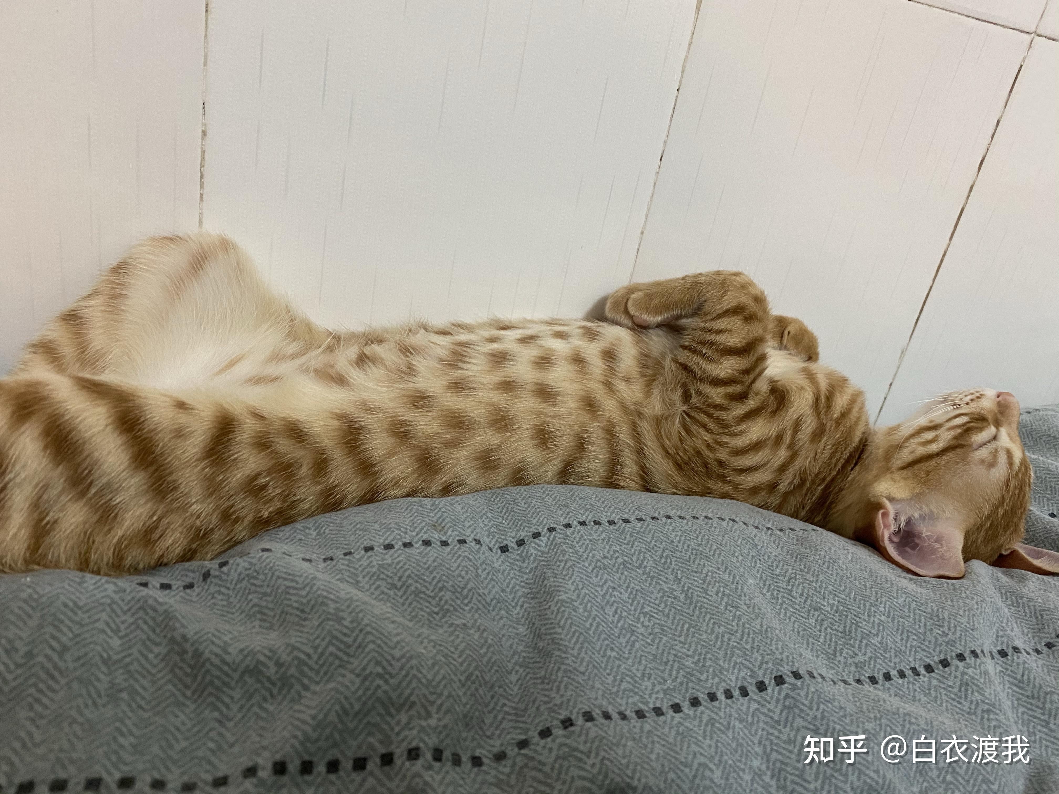 想问下大家的小橘猫肚肚上都是这种花纹吗?