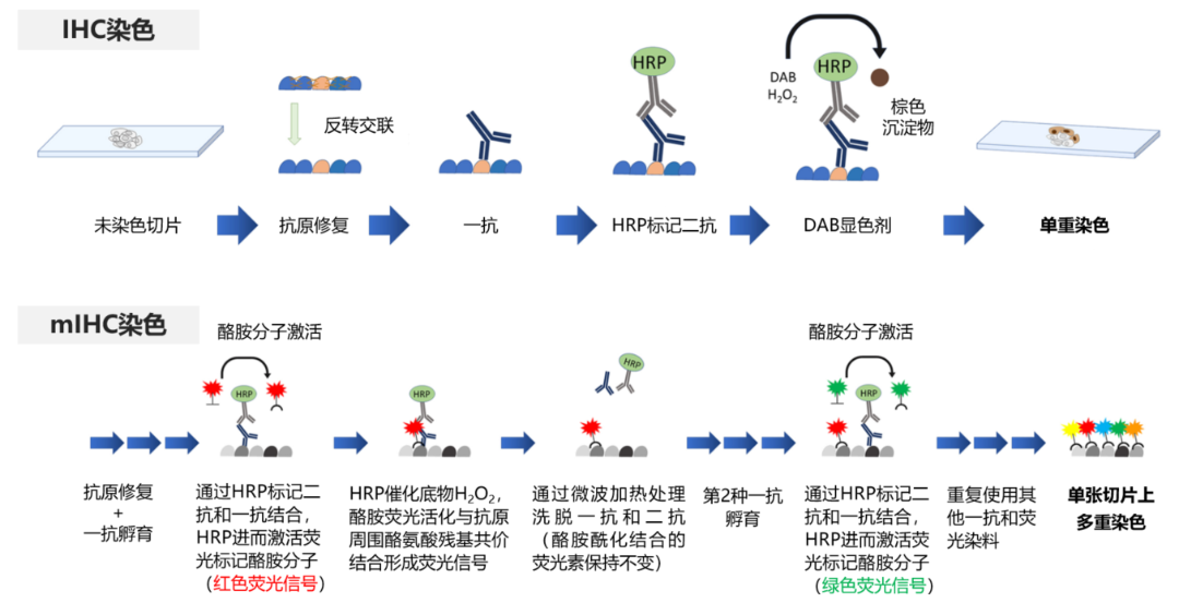 精准病理新方向，从IHC到mIHC，伴随诊断正迈入空间病理学时代！ - 知乎