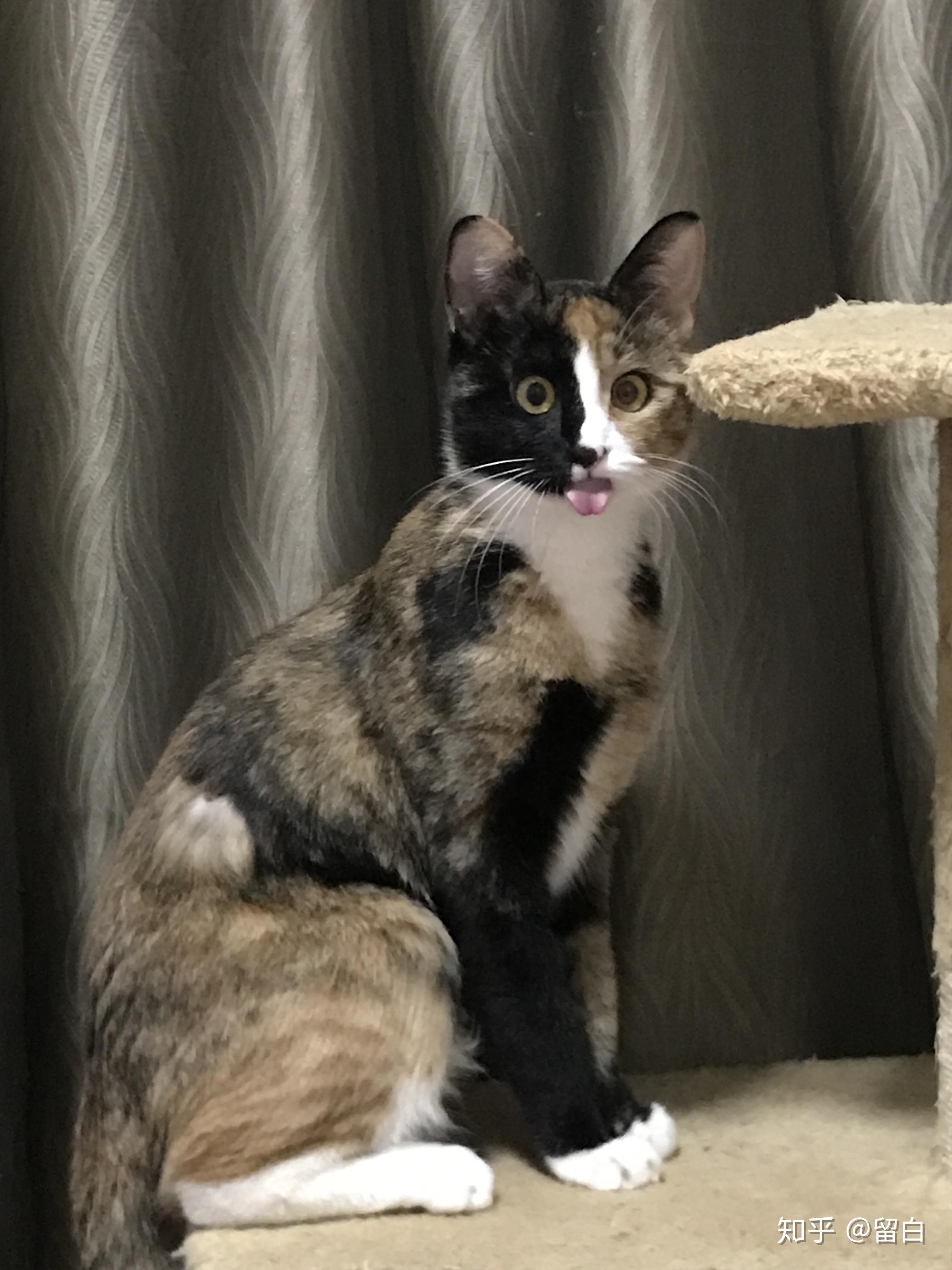 猫咪尴尬期有多尴尬