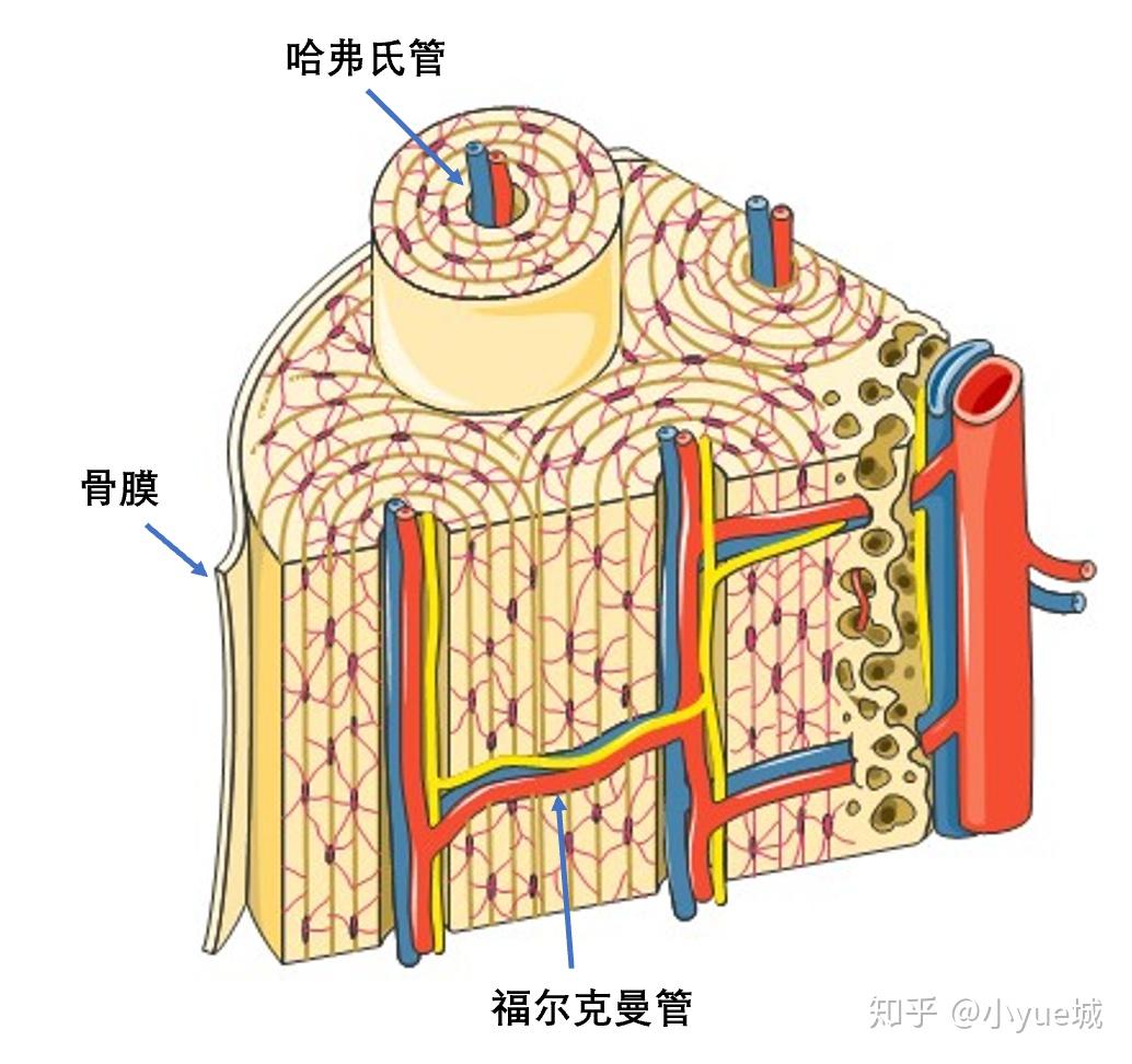 骨的构造有何特点? - 知乎