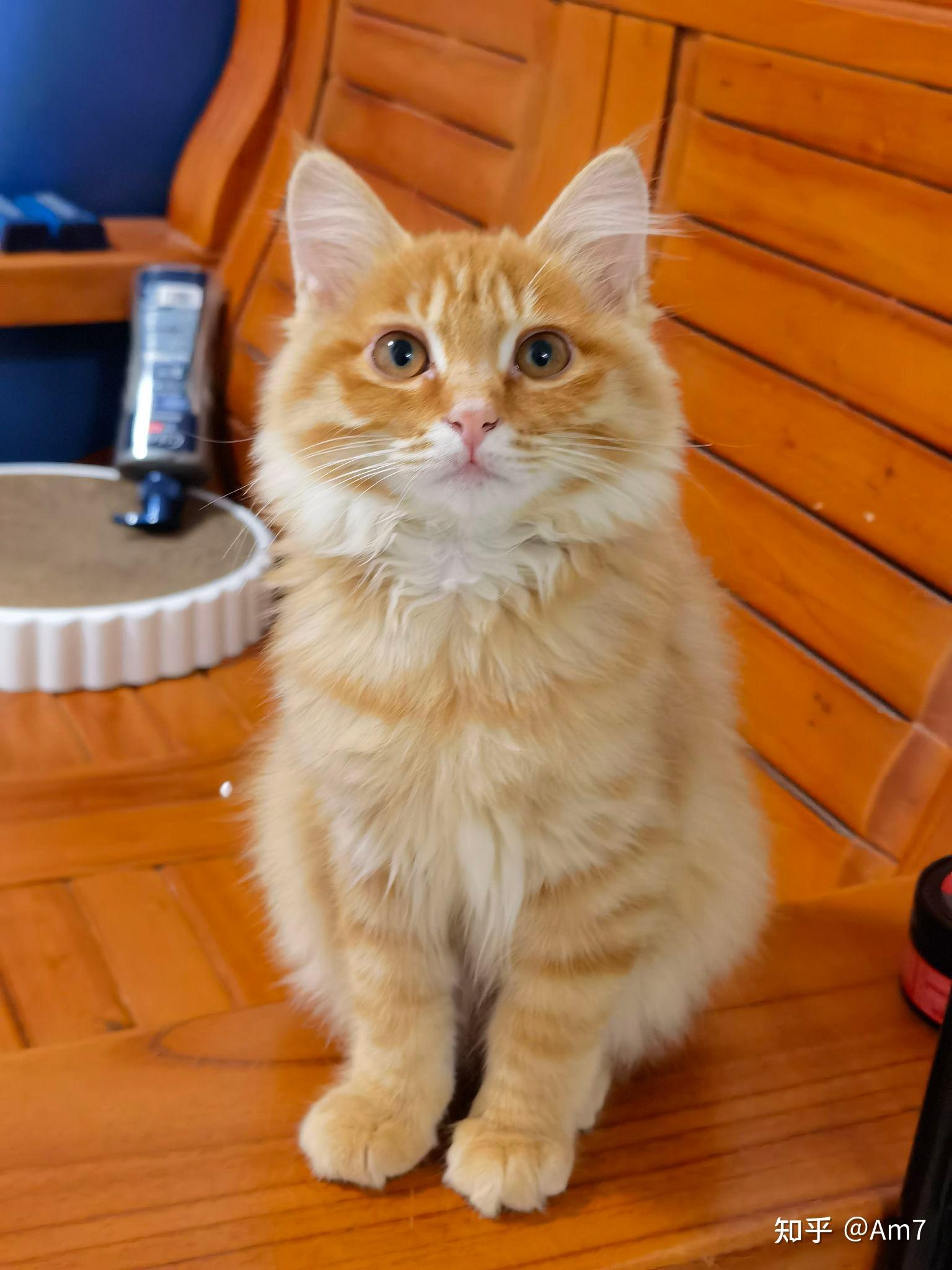 可以看看你们的长毛橘猫吗? - 知乎