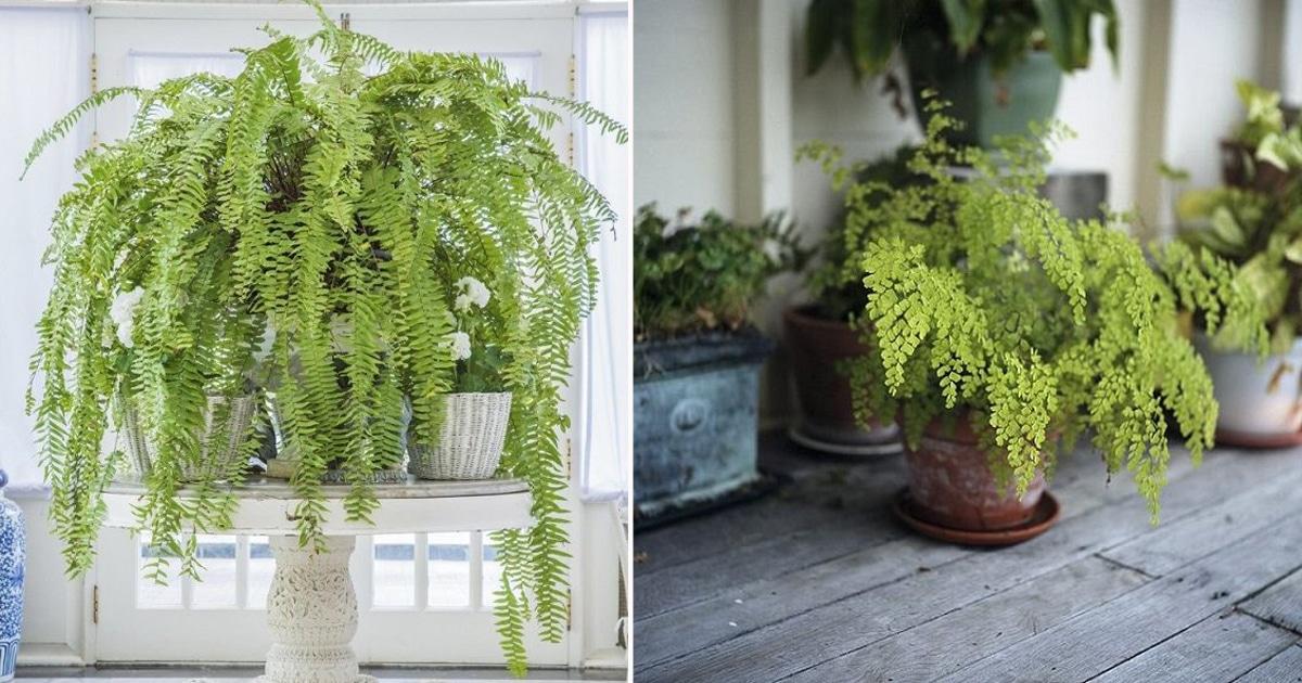 观赏蕨类植物叶子发黄的6大原因 黄叶的症状和解决方法 知乎 观赏蕨类植物叶子发黄的6大原因 黄叶的症状和解决方法 知乎