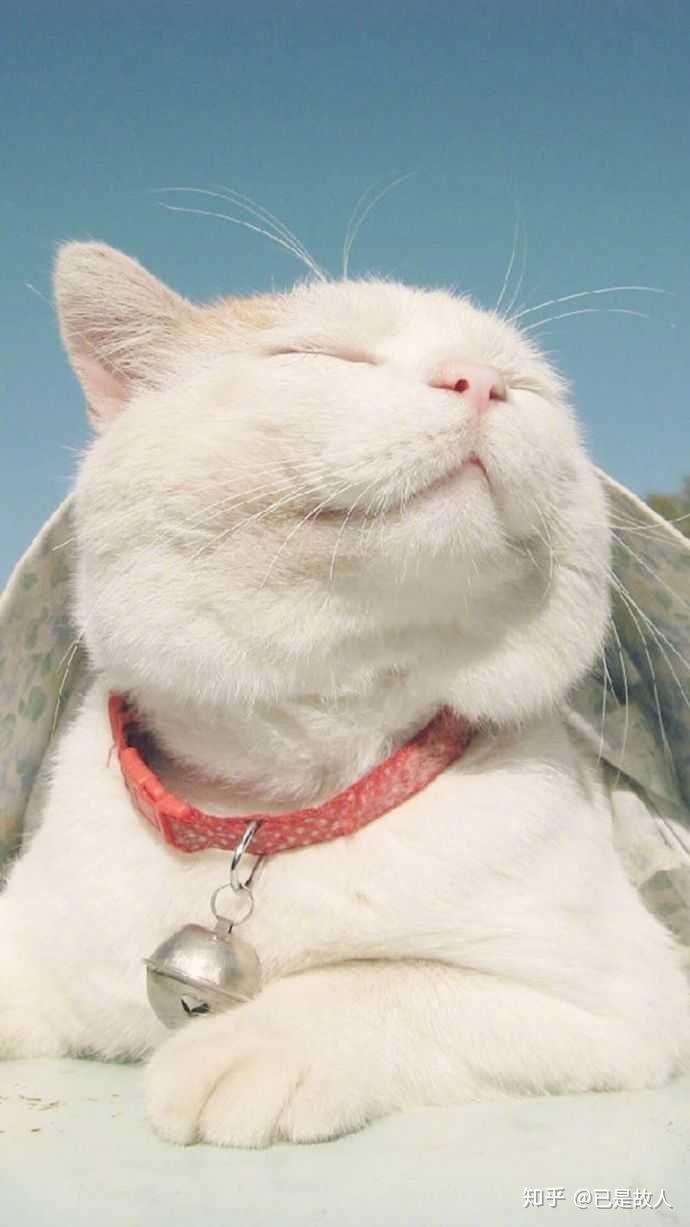 你有哪些可爱的猫猫照片?