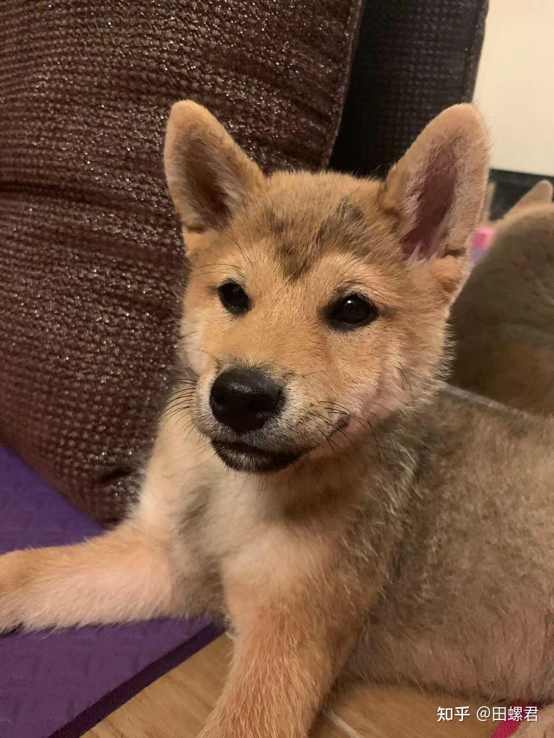 我这个柴犬是串吗?好长的狐狸脸 ? - 知乎