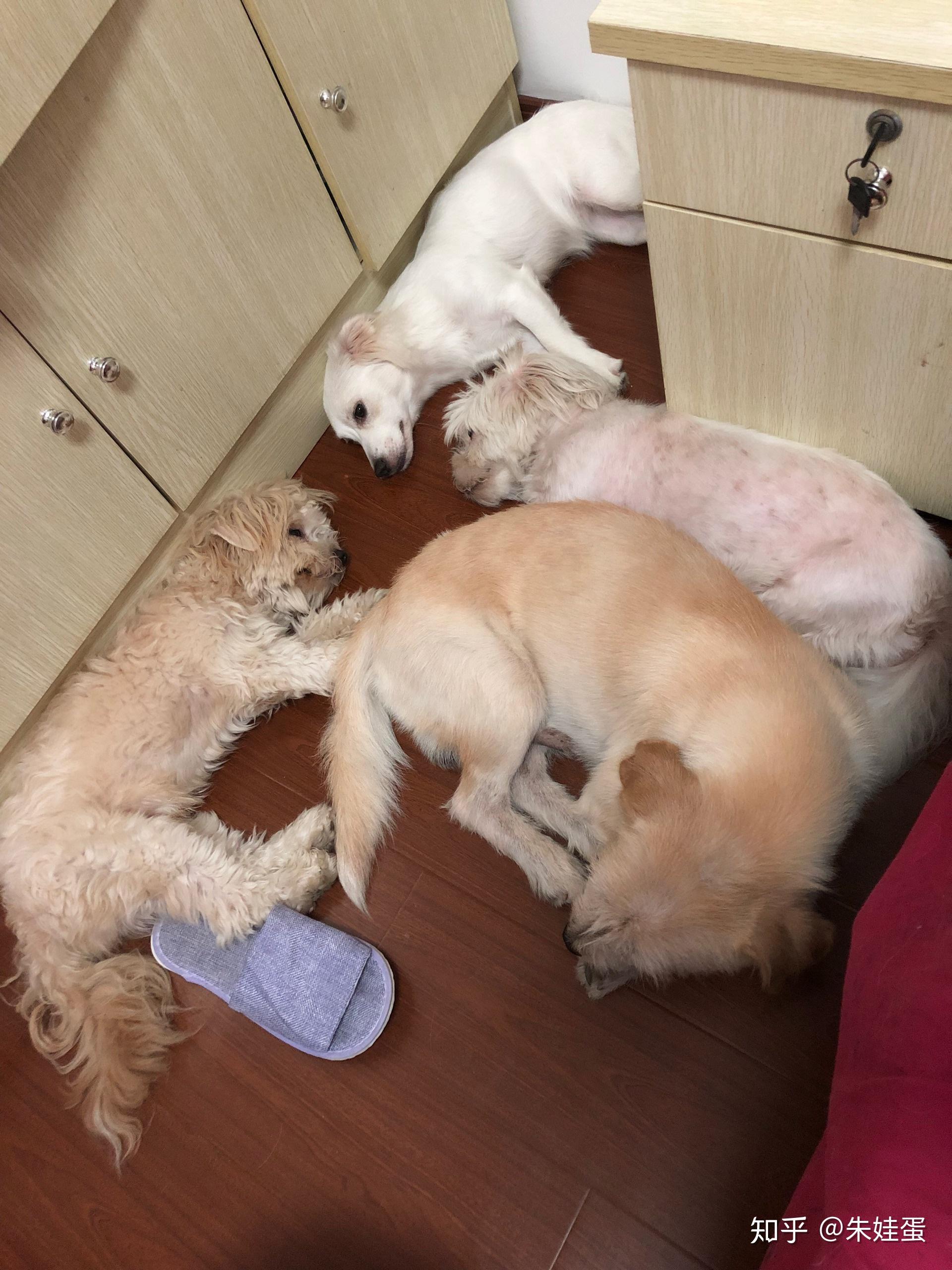 为什么狗狗喜欢舔自己或自己孩子或是别的狗的菊花呢好羞射的问题