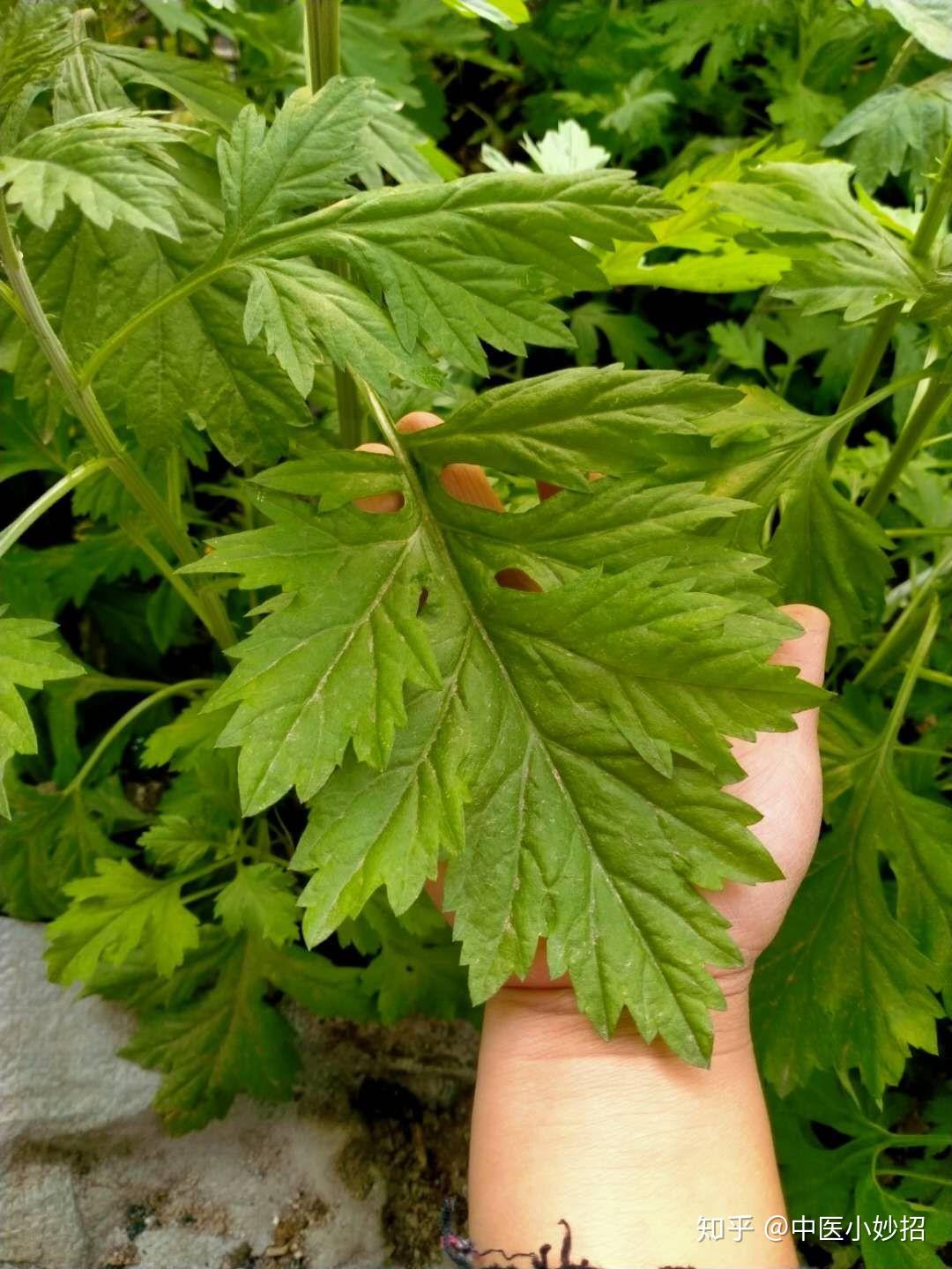 七尖蕲艾和九尖蕲艾在作用上有什么不同