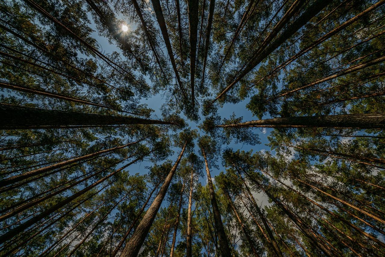 5. 气根养护技巧