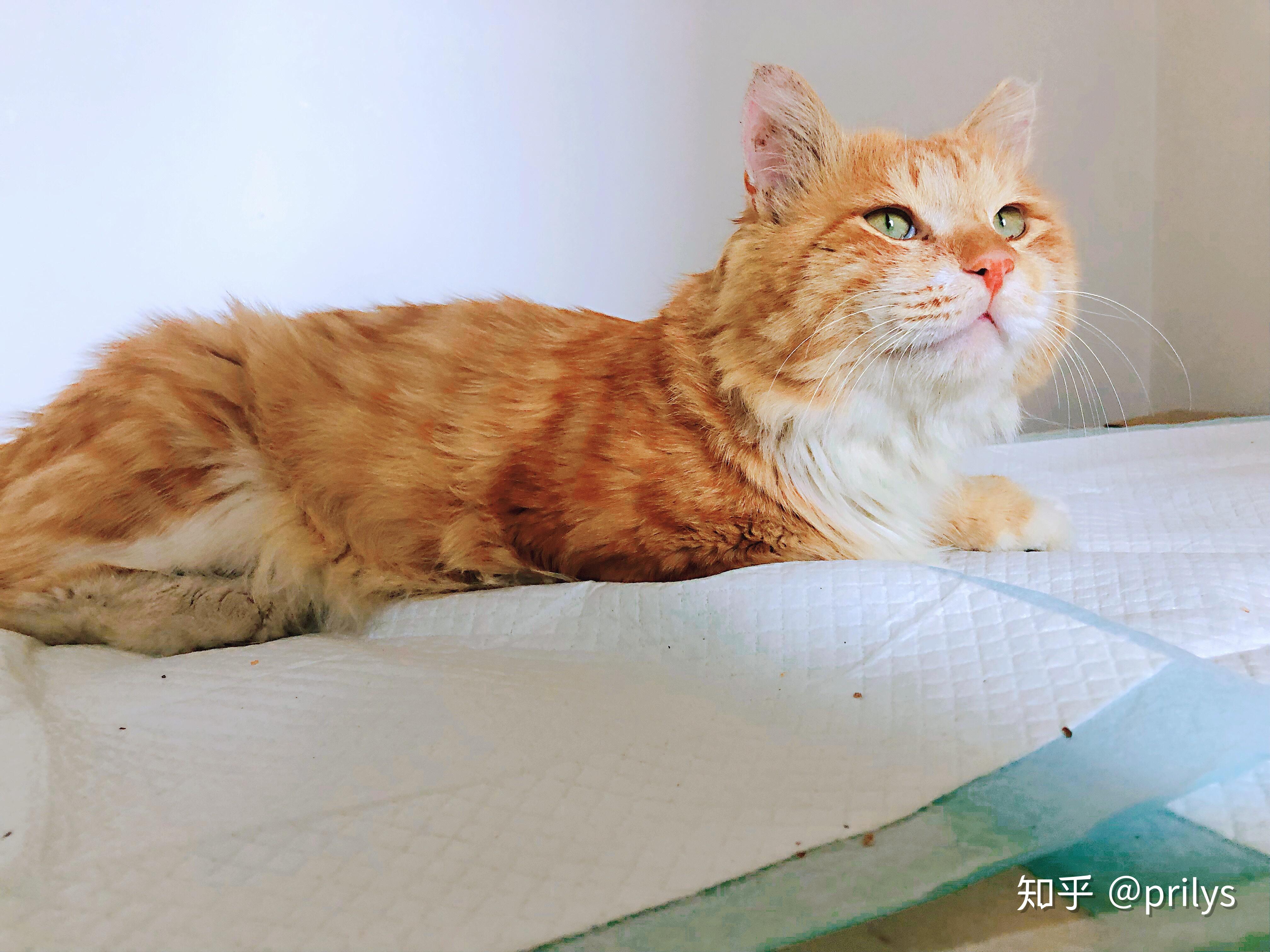 可以给我看看你们的橘猫吗