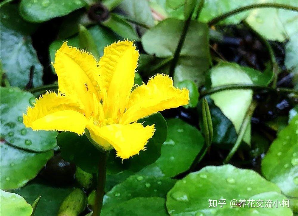 很适合养在室内的7大类水生植物,给适当光照,就能开出可爱小花 - 知乎