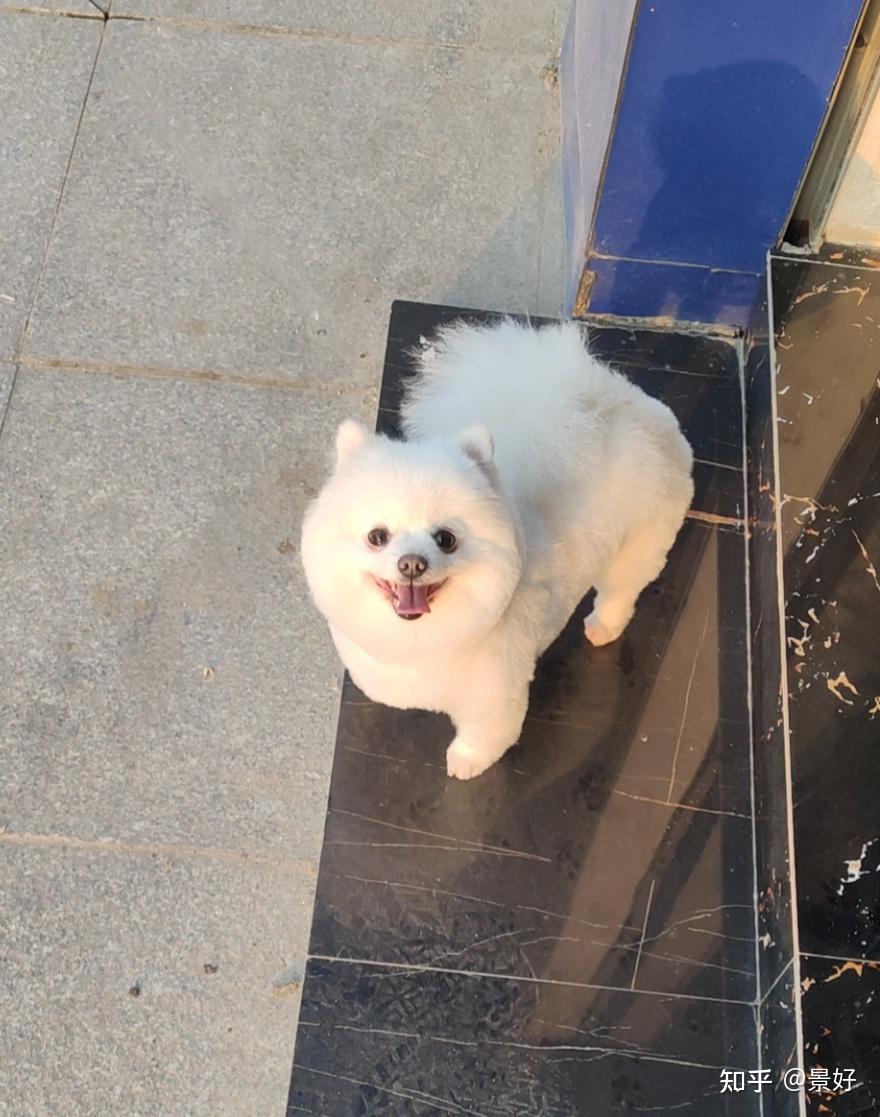 博美长大后会变长变不好看吗?求图! - 知乎