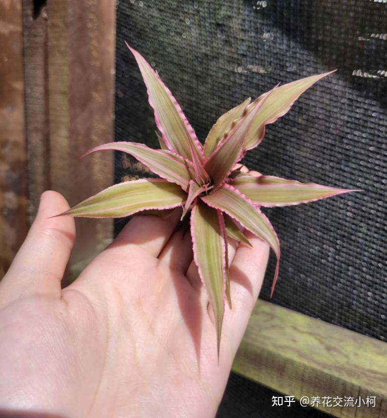 懒人小窗台就选这5种迷你小盆栽,“小可爱”治愈系植物 - 知乎