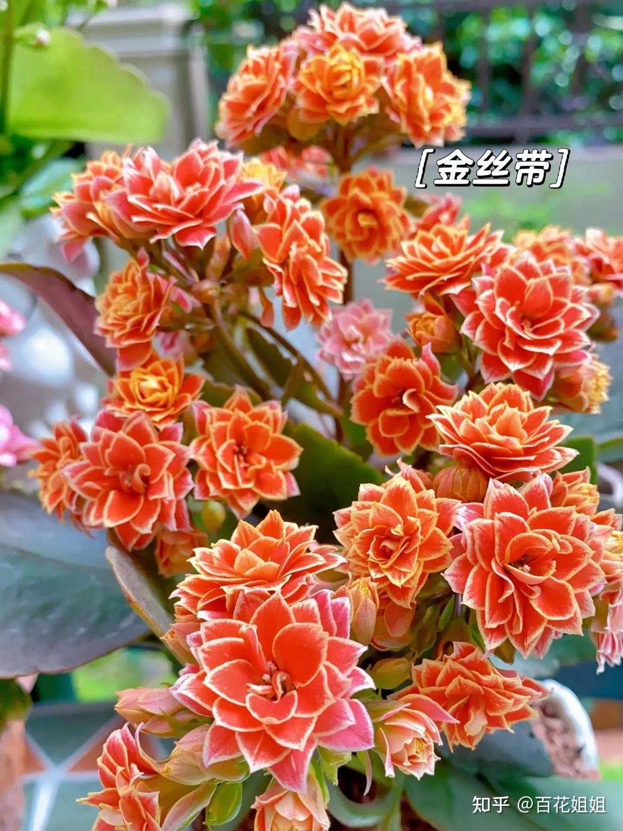 有哪些养长寿花的干货值得分享? - 知乎