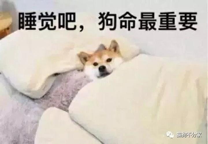 实验发现 狗狗会做梦 而且大部分的梦都和主人有关 知乎