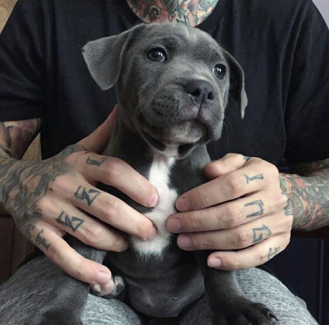 有哪些看着霸气可爱的狗狗头像?